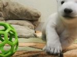 Video: Pozrite si prvé kroky rozkošného polárneho medvedíka