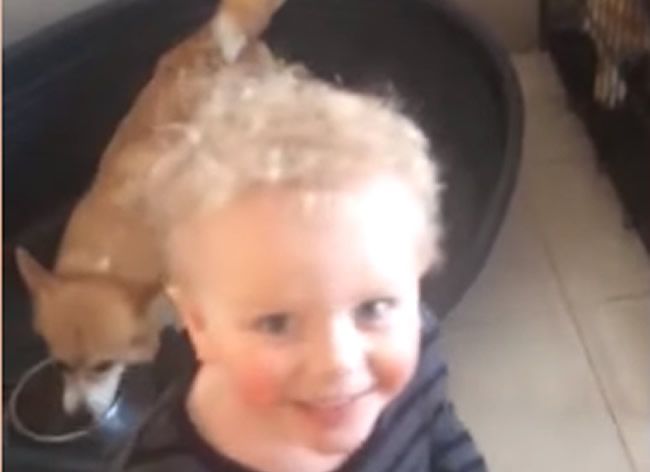 Video: Chlapček trvá na tom, že sám nakŕmi psov