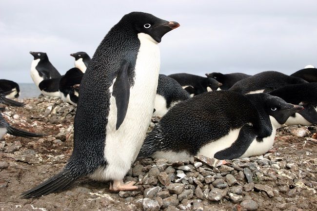 Šokujúca pravda o tučniakoch, ktorú tajili viac ako sto rokov