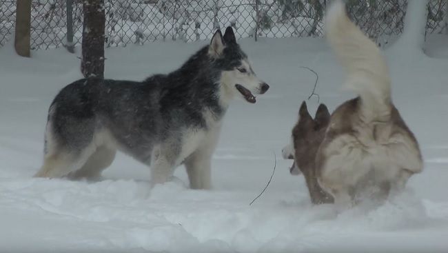 Video: Mishka a Laika sa hrajú v snehu