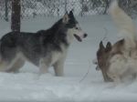 Video: Mishka a Laika sa hrajú v snehu