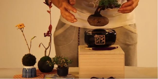 Video: Levitujúce bonsaje