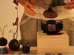 Video: Levitujúce bonsaje