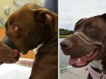 Video: Najlepší deň v živote týraného psa