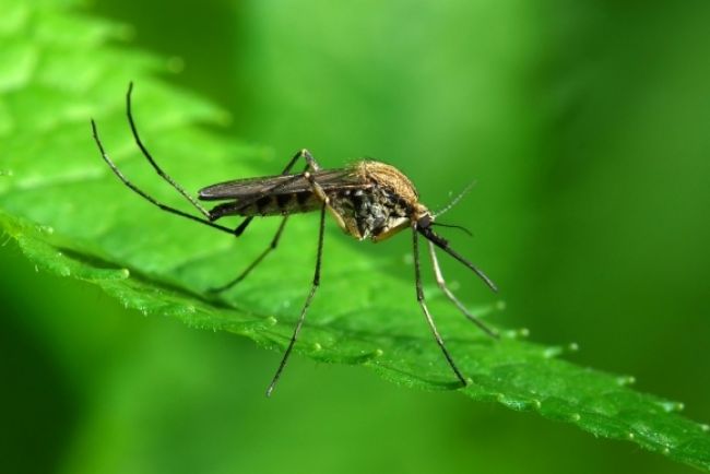 Výskyt vírusu zika potvrdili už i na Jamajke