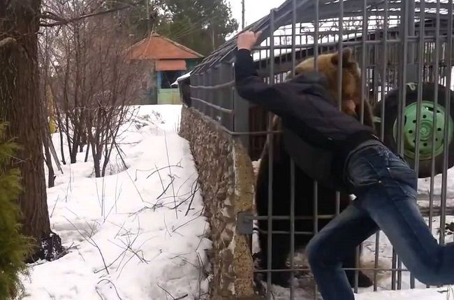 Video: Medveď zmrzačil opilca