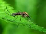 Tehotná Španielka má vírus zika, ide o prvý prípad v Európe