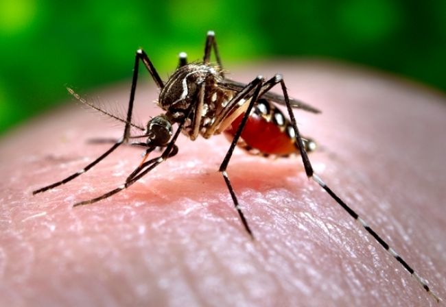 Vedci objavili vírus zika v slinách a moči pacientov