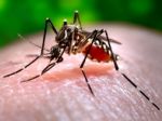 Vedci objavili vírus zika v slinách a moči pacientov