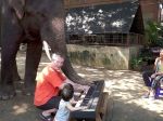Video: Sloní Mozart prekvapil hrou na klavíri