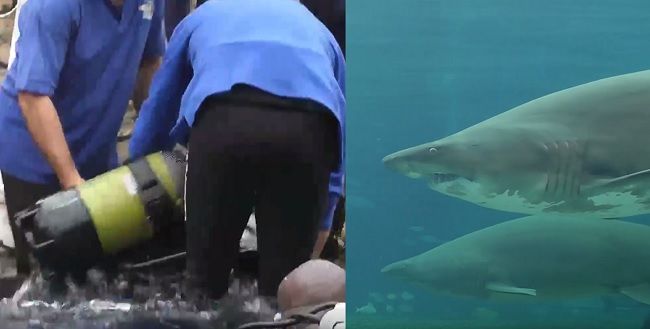 Video: Útok žraloka zachytený na kamere