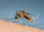 Zdravotníci odhadli, kedy vyvinú vakcínu proti vírusu zika