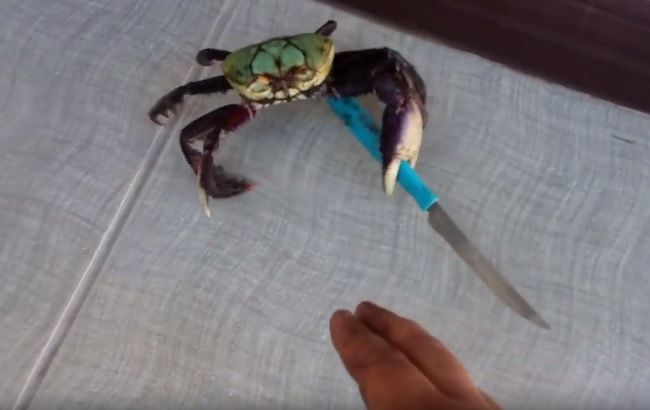 Video: Ozbrojený krab