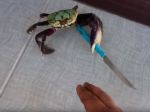 Video: Ozbrojený krab