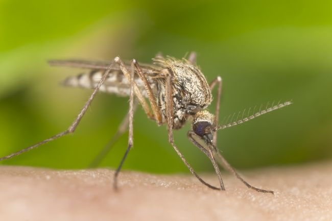 Vírus zika možno zastaví iba geneticky modifikovaný hmyz