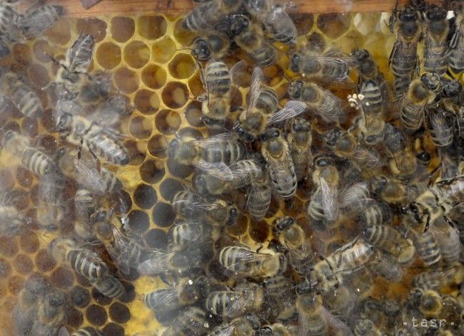 Podlomenému zdraviu dokážu pomôcť včely