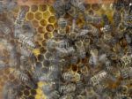 Podlomenému zdraviu dokážu pomôcť včely