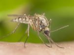 Brazília bude kvôli vírusu zika sterilizovať komáre