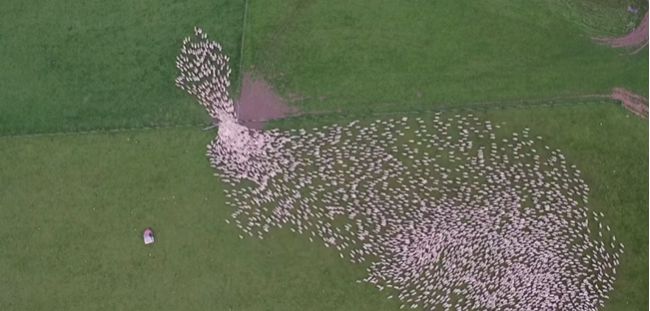 Video: Tisícky oviec hnaných na pašu