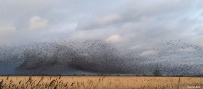 Video: Takto vyzerá formácia 70 000 škorcov