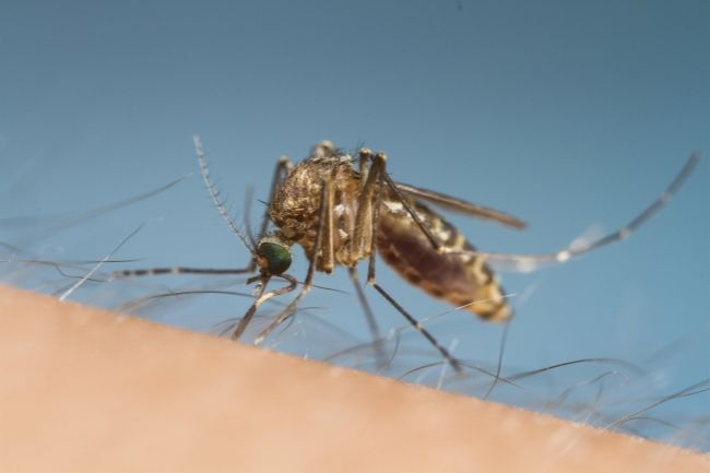 Pacientku s podozrením na vírus Zika prepustili z nemocnice