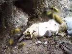 Video: Takto vyzerá výkop osieho hniezda
