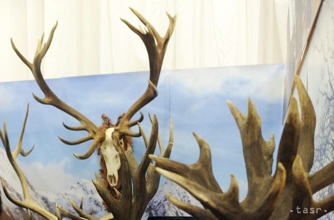 Výstava v R. Sobote predstaví poľovnícke trofeje z aktuálnej sezóny