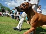 Stropkovskí poslanci stanovili podmienky držania psov na území mesta