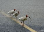 V Prahe pokračuje pátranie po vzácnych vtákoch ibisoch