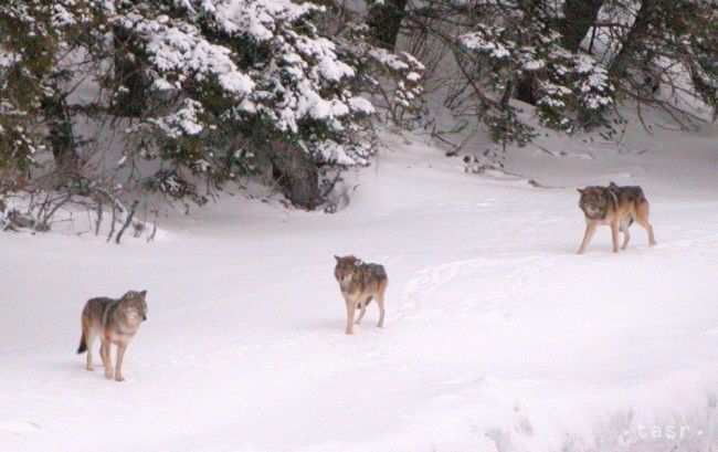 Na území Tatranského národného parku žije čoraz menej vlkov