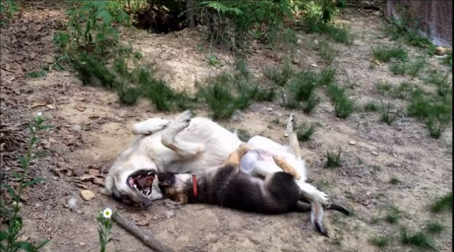 Video: Veľký zlý vlk sa hrá so šteniatkom