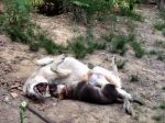 Video: Veľký zlý vlk sa hrá so šteniatkom
