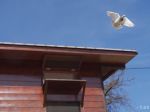 V zimných mesiacoch prebieha v Žiare nad Hronom riadený odchyt holubov
