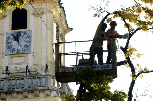 Zlý stav stromov na Františkánskom námestí v Bratislave spôsobil betón