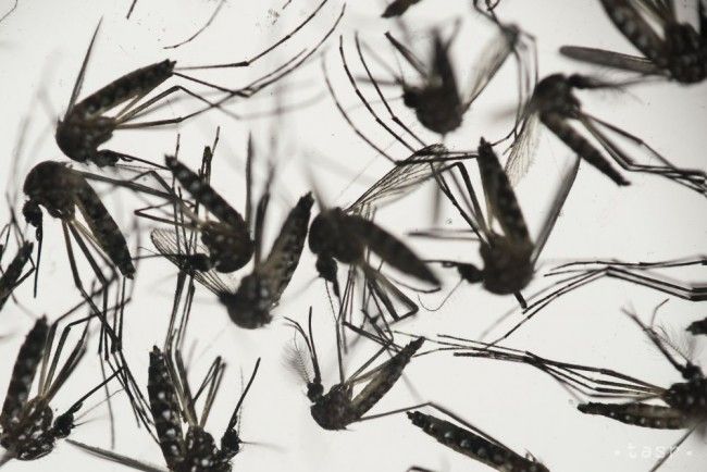 Sexuálny prenos vírusu zika je bežnejší, než sa predpokladalo