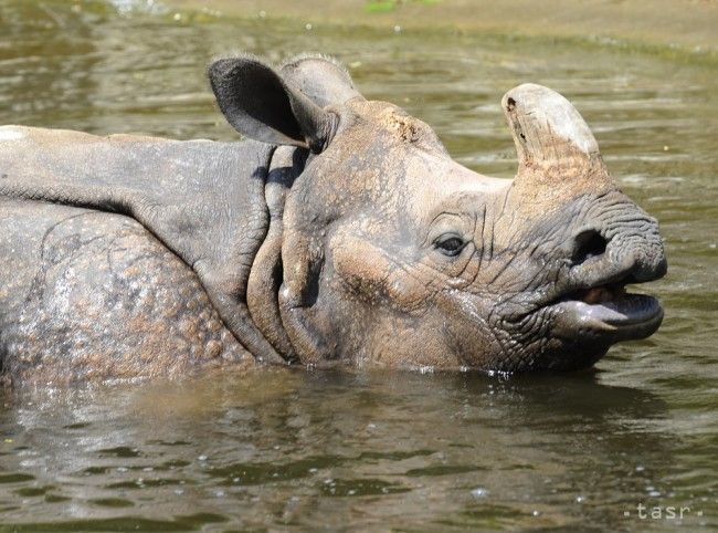 Napriek snahám ochranárov je nosorožec stále kriticky ohrozeným druhom
