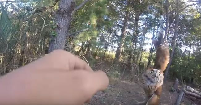 Video: Muž zachránil malú sovičku