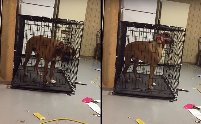 Video: Neuveríte, ako sa tento pes dostane z klietky!