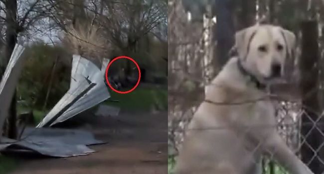 Video: Reportáž o tornáde prerušil pes na kosačke