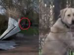 Video: Reportáž o tornáde prerušil pes na kosačke
