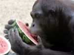 Zvieratá v thajských zoo dostávajú za súčasných horúčav zmrazený džús