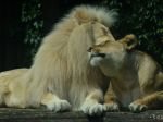 VIDEO: Z národného parku v Keni ušiel lev, túlal sa po centre mesta