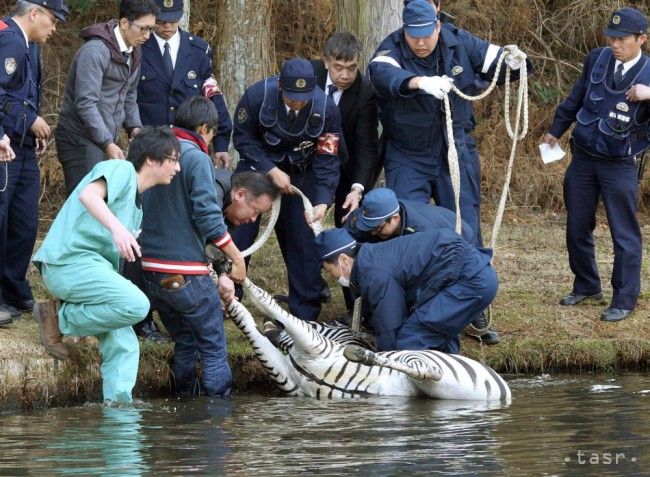Zebra omámená uspávacími prostriedkami sa utopila na golfovom ihrisku
