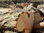 V areáli základnej školy v Kežmarku nelegálne vyrúbali desať stromov