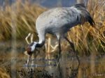 Milovníci vtákov prišli do Senného obdivovať migrujúcich žeriavov