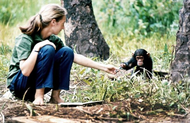 Na Ekotopfilm - Envirofilm 2016 príde žena džungle Jane Goodall