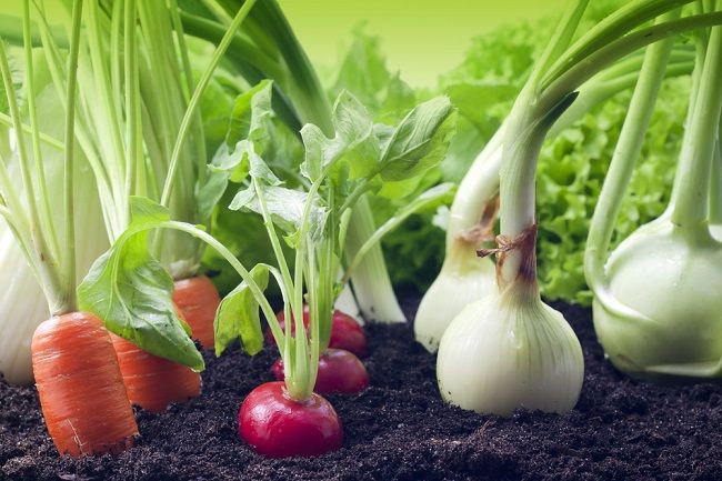 8 úžasných druhov zeleniny a bylín, ktoré si ľahko vypestujete bez semien