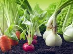 8 úžasných druhov zeleniny a bylín, ktoré si ľahko vypestujete bez semien