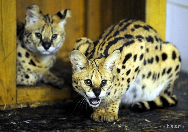 Zoo Košice prináša v ponuke viacero noviniek, vstupné sa mierne zvýši