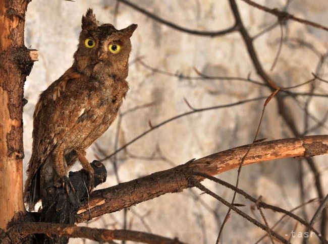 Zoo v Spišskej Novej Vsi sa rozrástla o nové zvieratá